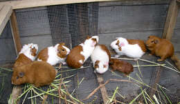 Image of Cavy