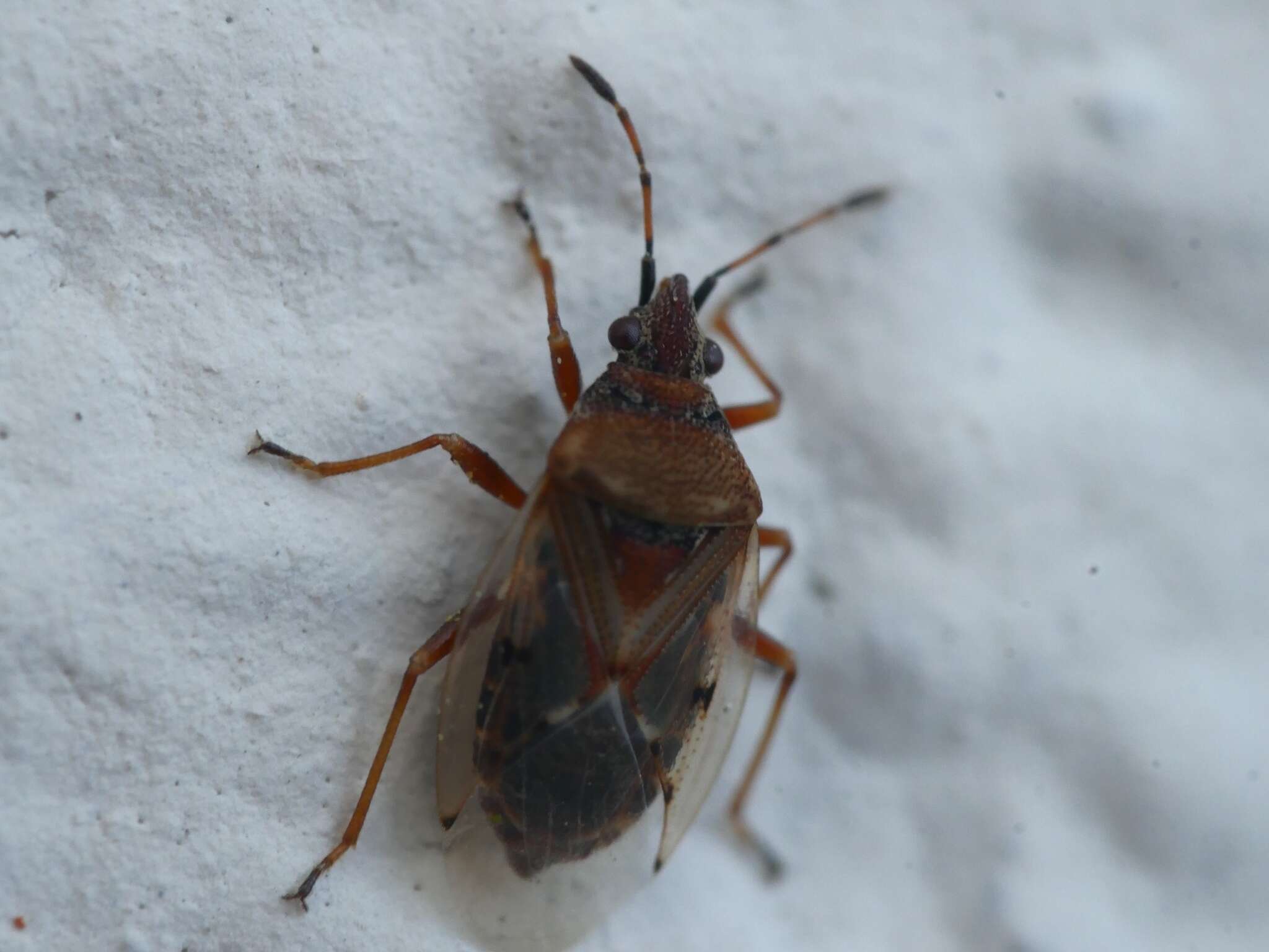 Image of Birch Catkin Bug