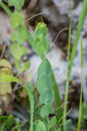 Image of yellow pea