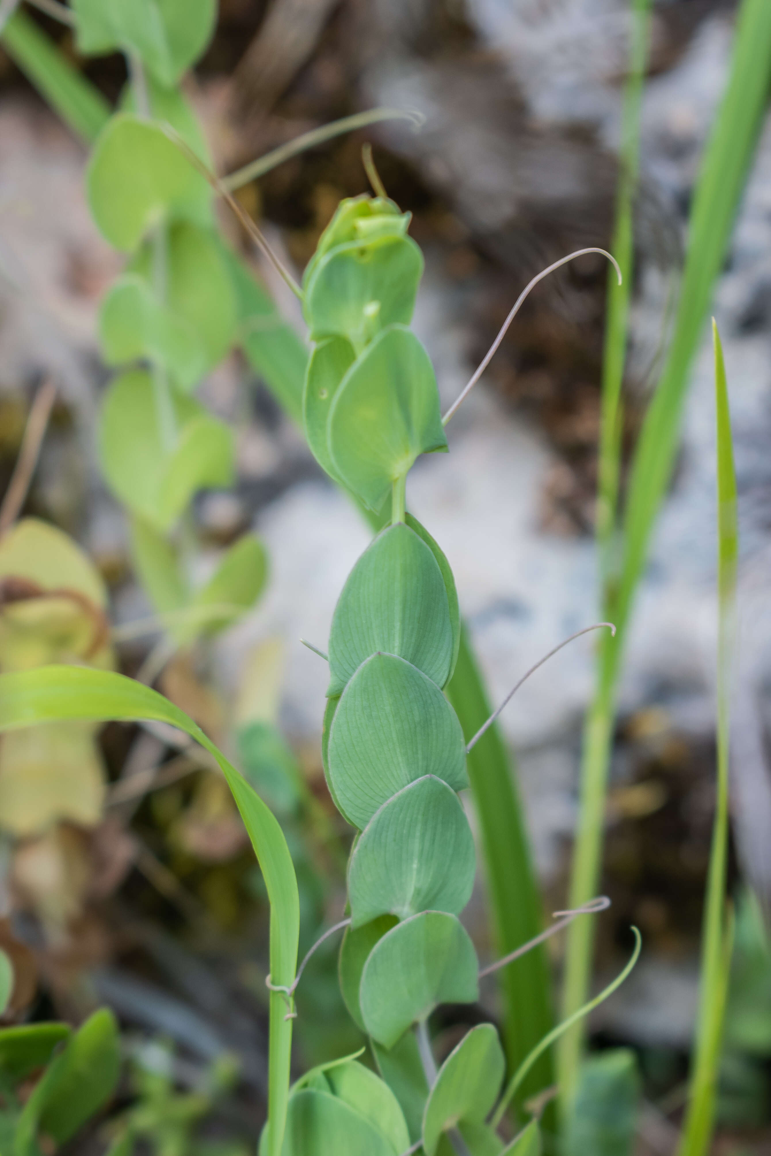 Image of yellow pea