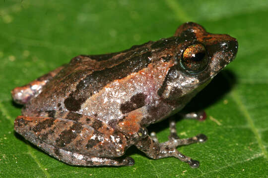 Image of Raorchestes kadalarensis Zachariah, Dinesh, Kunhikrishnan, Das, Raju, Radhakrishnan, Palot & Kalesh 2011