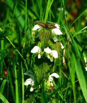 Image of white deadnettle