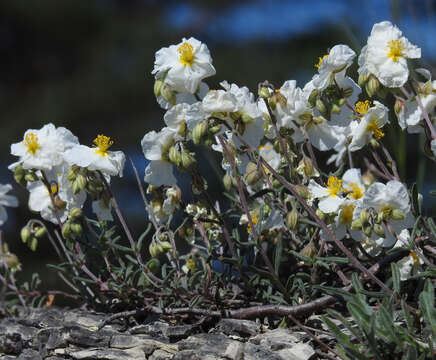 Image of White Rock-rose