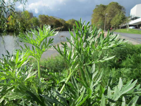 Image of absinthium