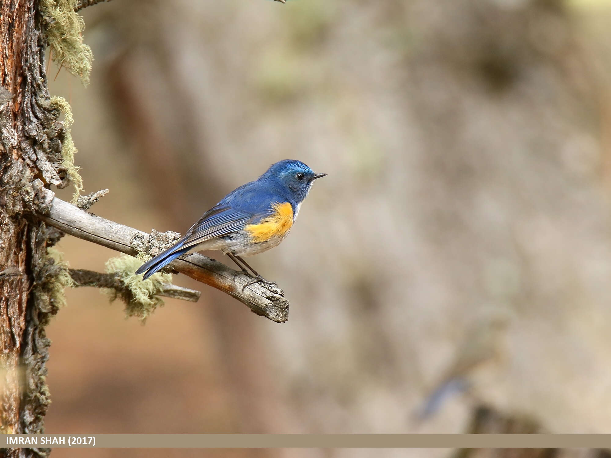 Image of Orange-flanked Bush-Robin