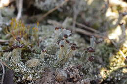 Image of cup lichen