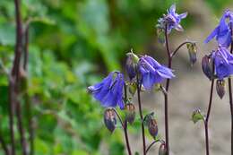 Plancia ëd Aquilegia vulgaris L.