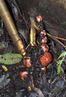 Image of rafflesias