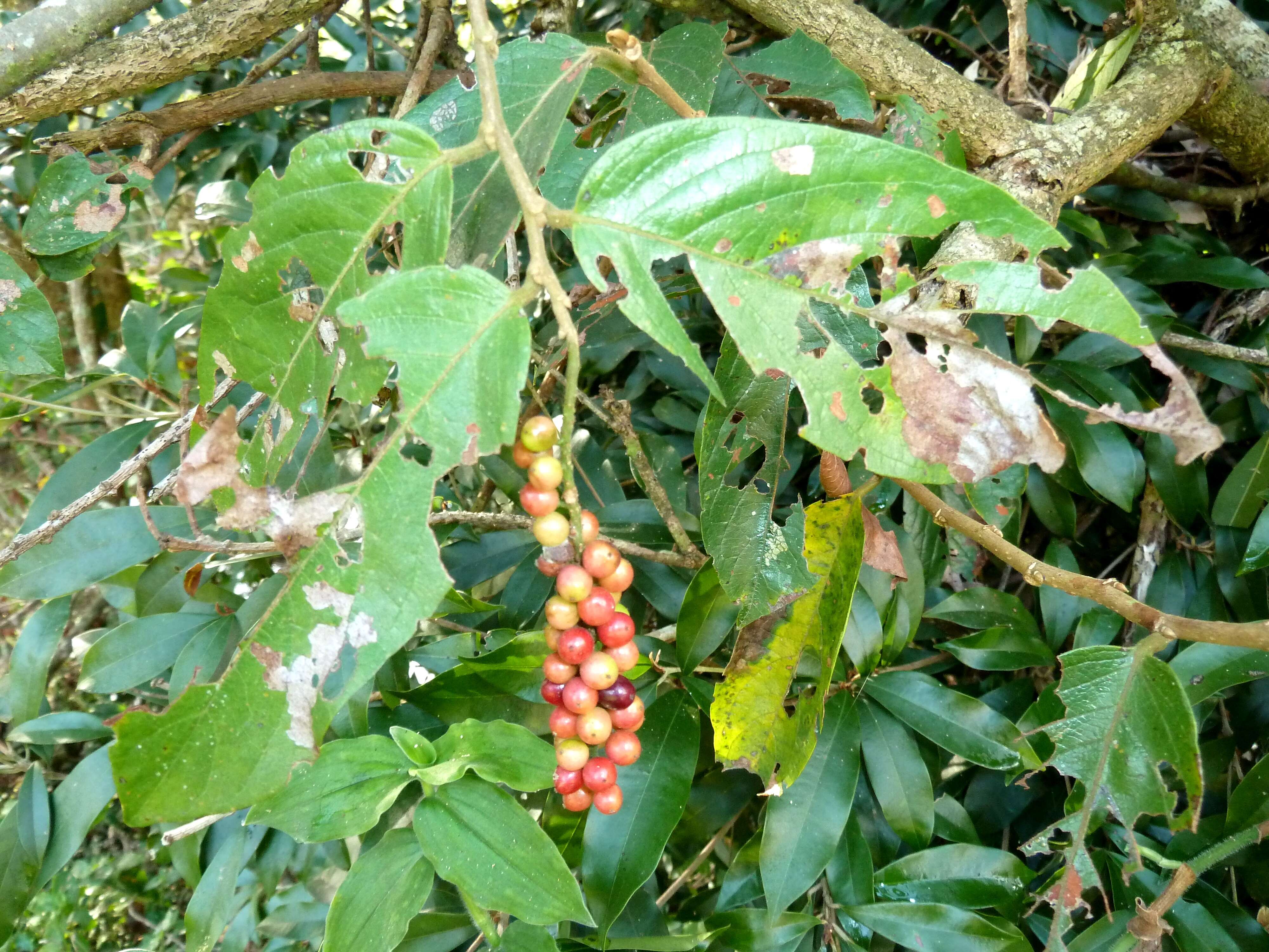 Image of Tassel berry