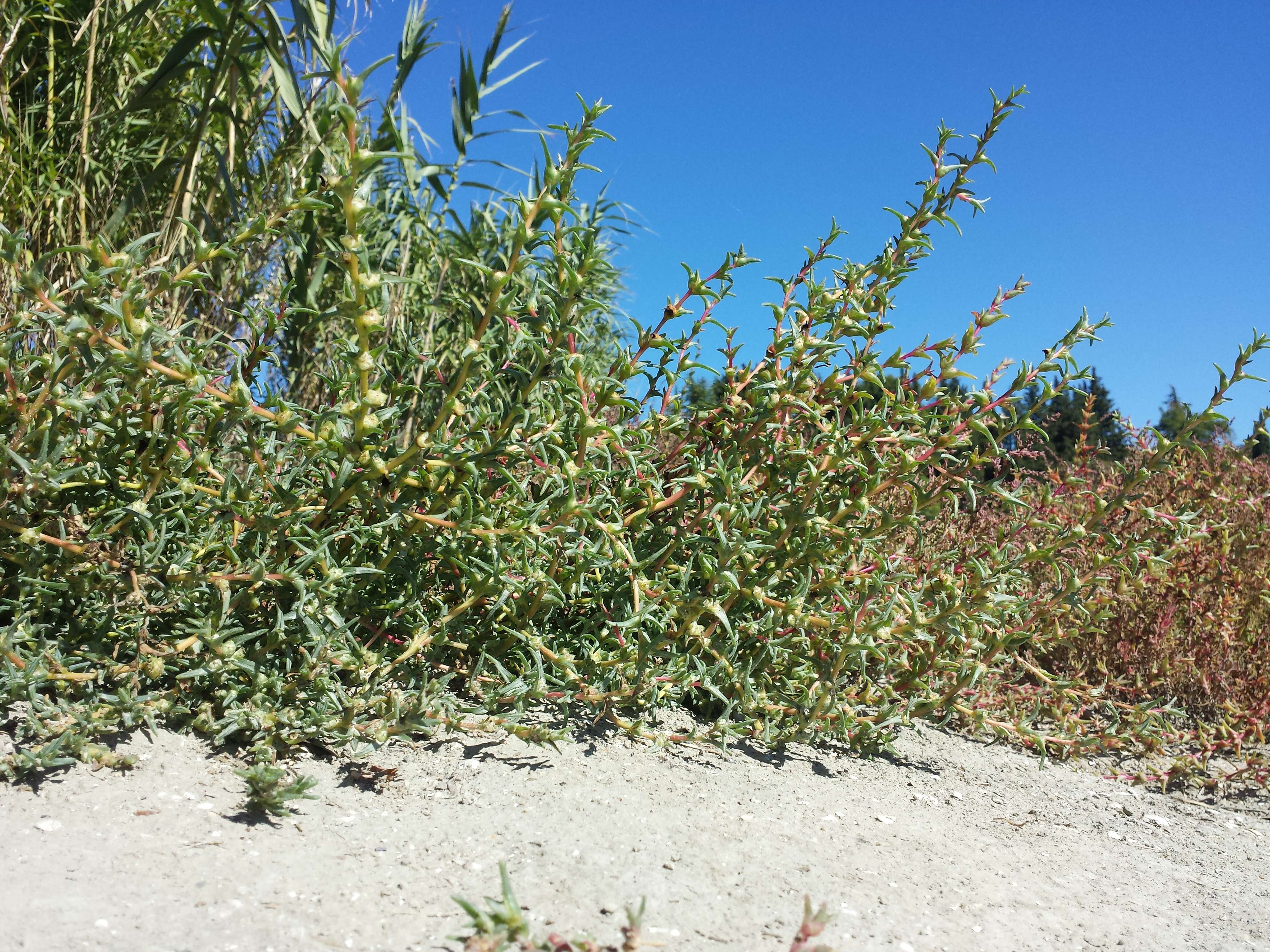 Imagem de Salsola soda L.