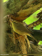 Image of Mountain Chiffchaff