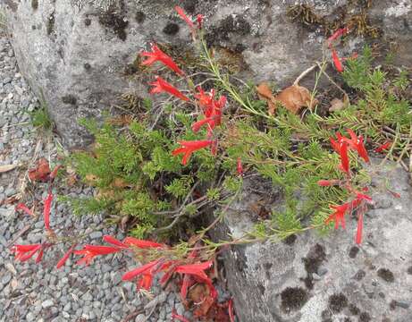 Image of pineneedle beardtongue