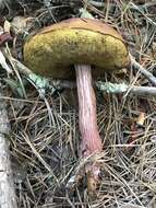 Image of Aureoboletus projectellus (Murrill) Halling 2015