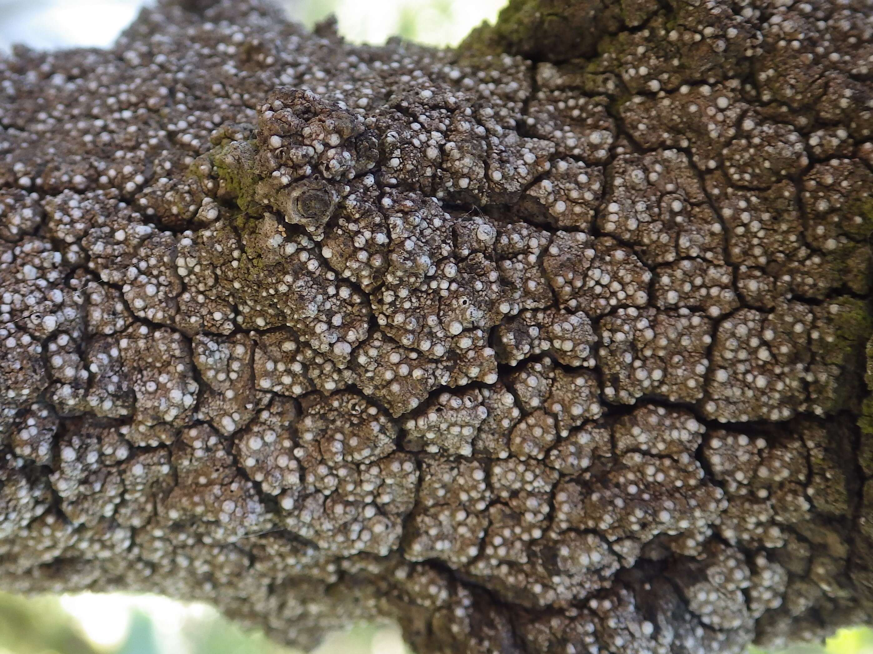 Image of Thelopsis lichens