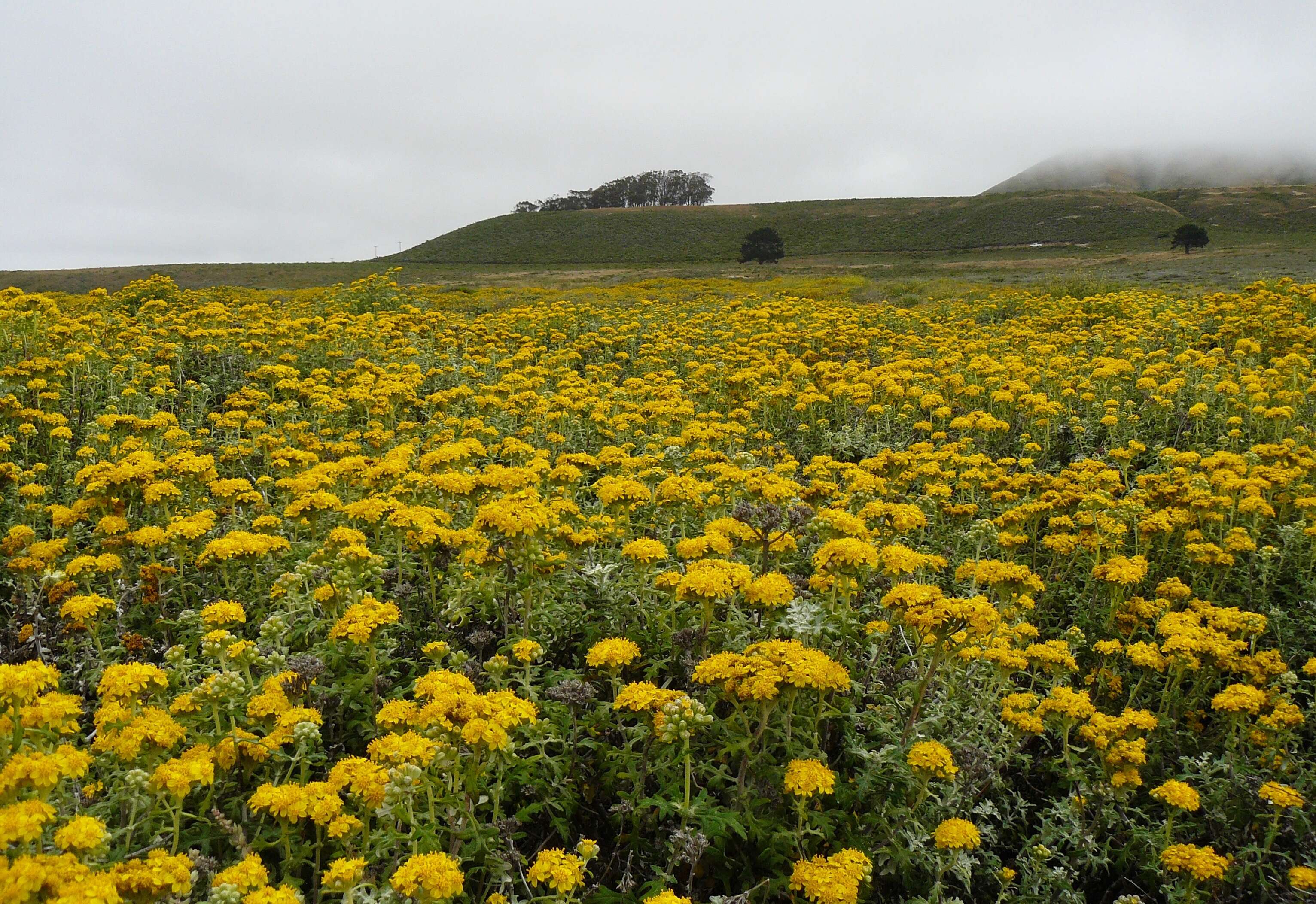 Image of seaside woolly sunflower