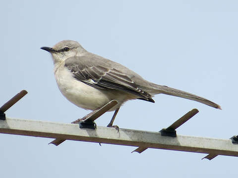 Image of Northern Mockingbird