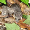 Image of Michoacan Deer Mouse
