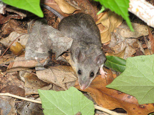 Image of Michoacan Deer Mouse
