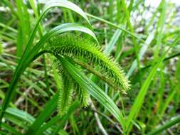 Image of Cyperus Sedge