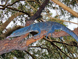 Image of Varanus macraei Böhme & Jacobs 2001