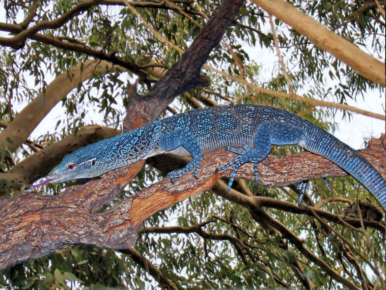 Image of Varanus macraei Böhme & Jacobs 2001