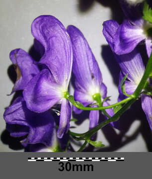 Imagem de Aconitum variegatum L.