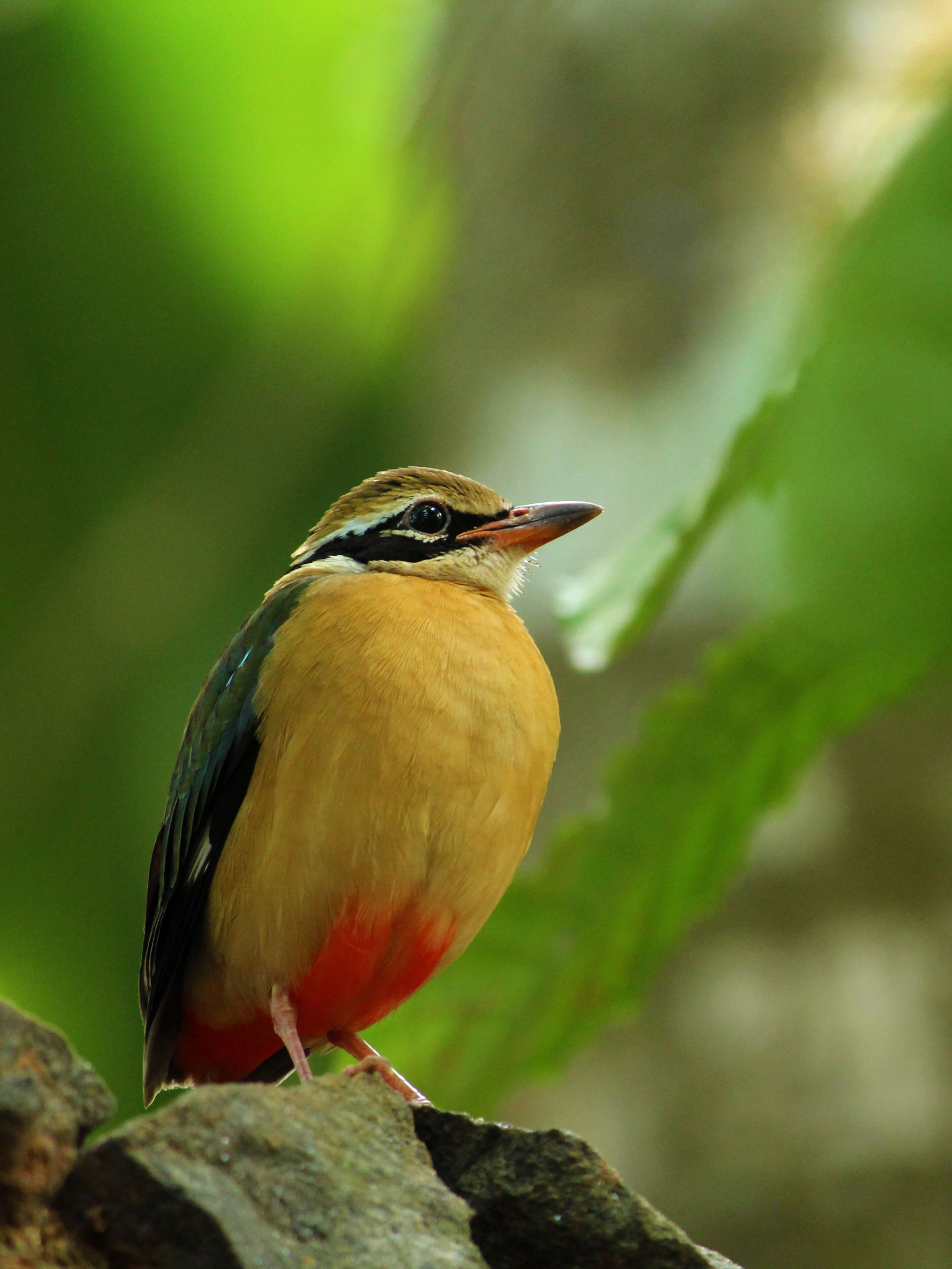 Plancia ëd Pitta brachyura (Linnaeus 1766)