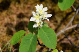 Слика од Amelanchier alnifolia (Nutt.) Nutt.