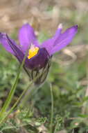 Imagem de Pulsatilla vulgaris Miller