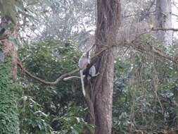 Image of Central Himalayan Langur