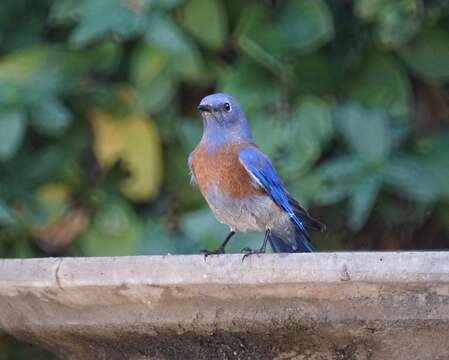 Image of Western Bluebird