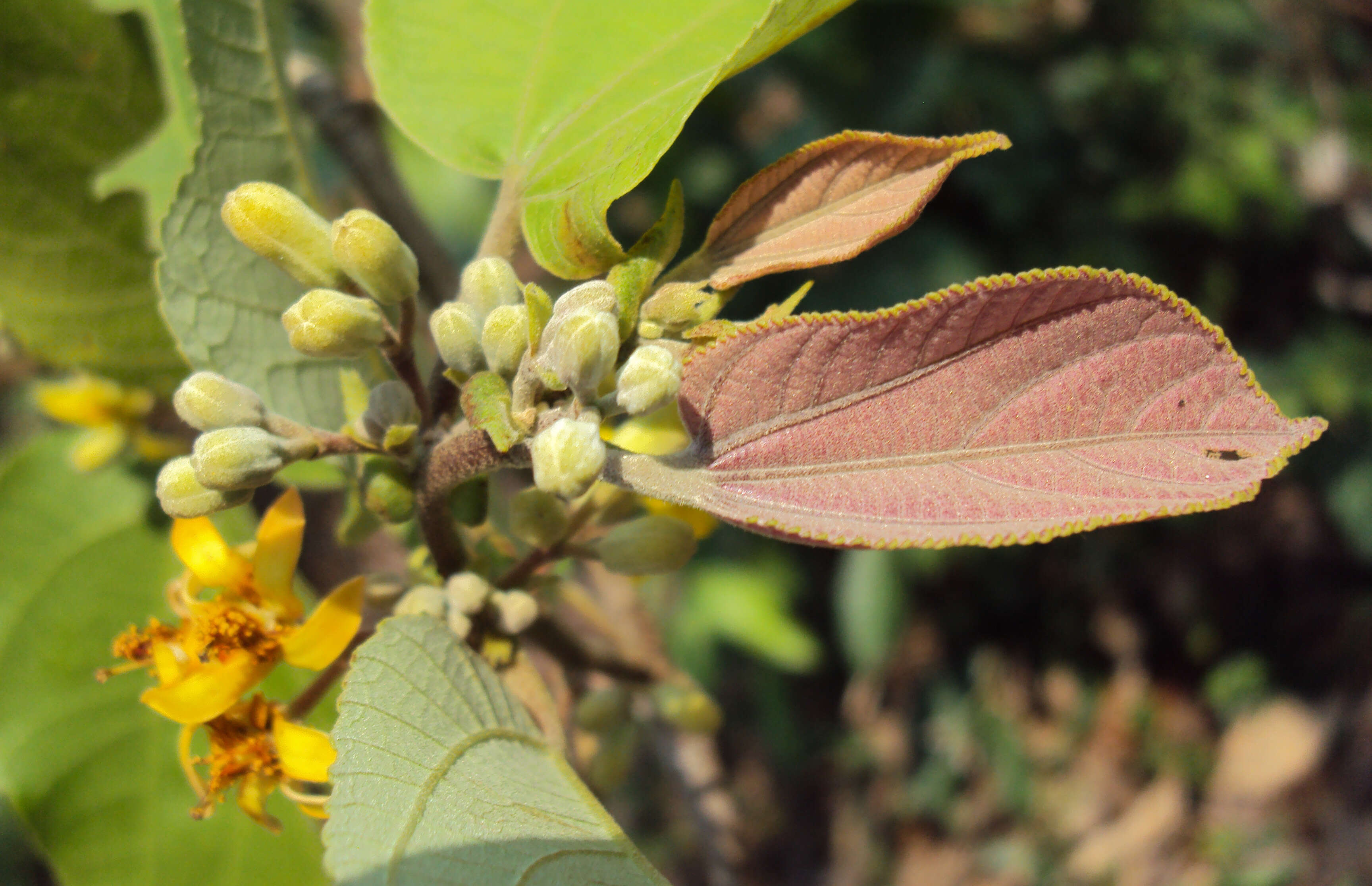 Image of Grewia tiliifolia Vahl