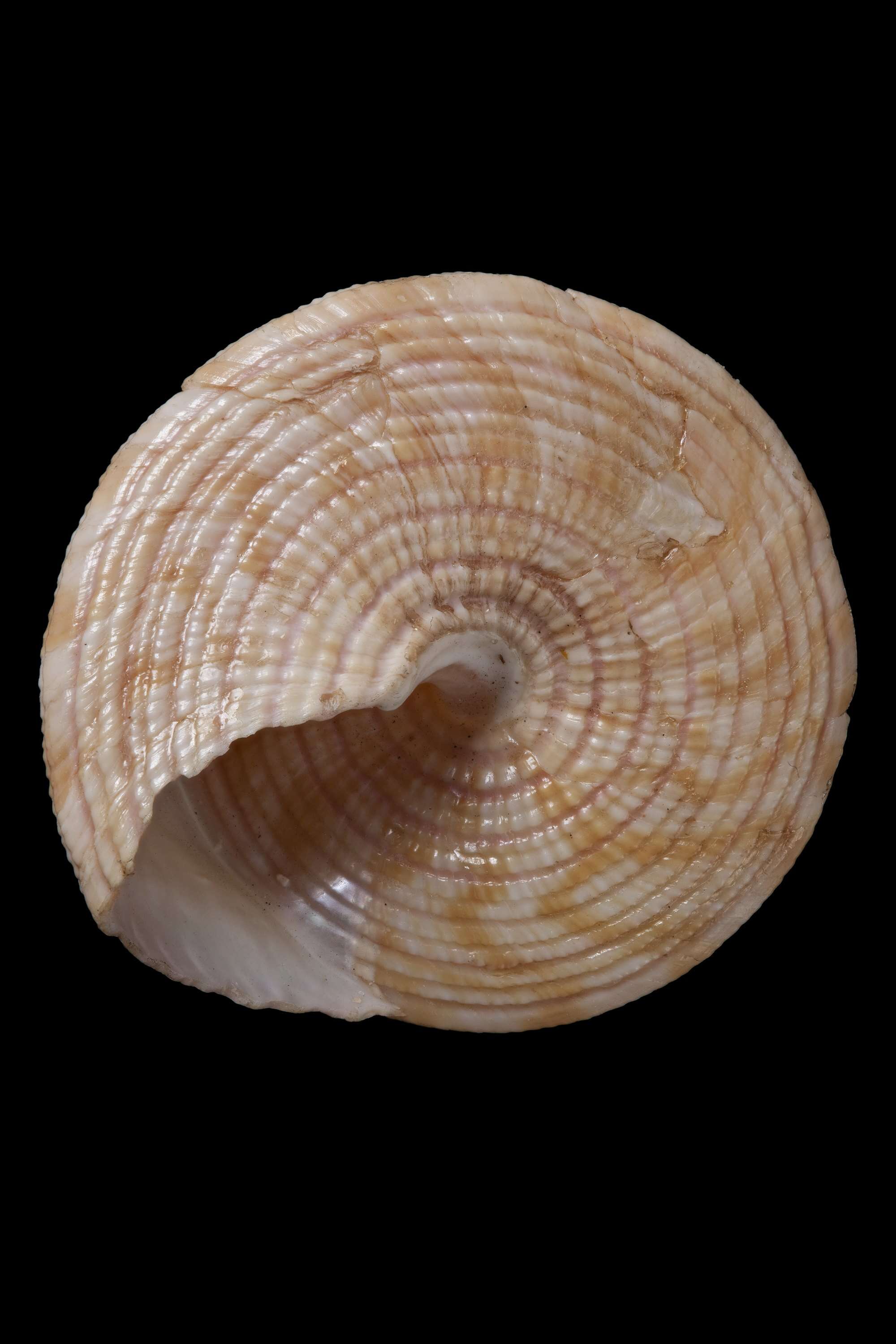 Image of Astele armillata (Wood 1828)