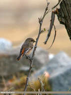 Image of Eversmann's Redstart