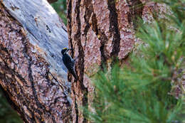 Image of Black-backed Woodpecker