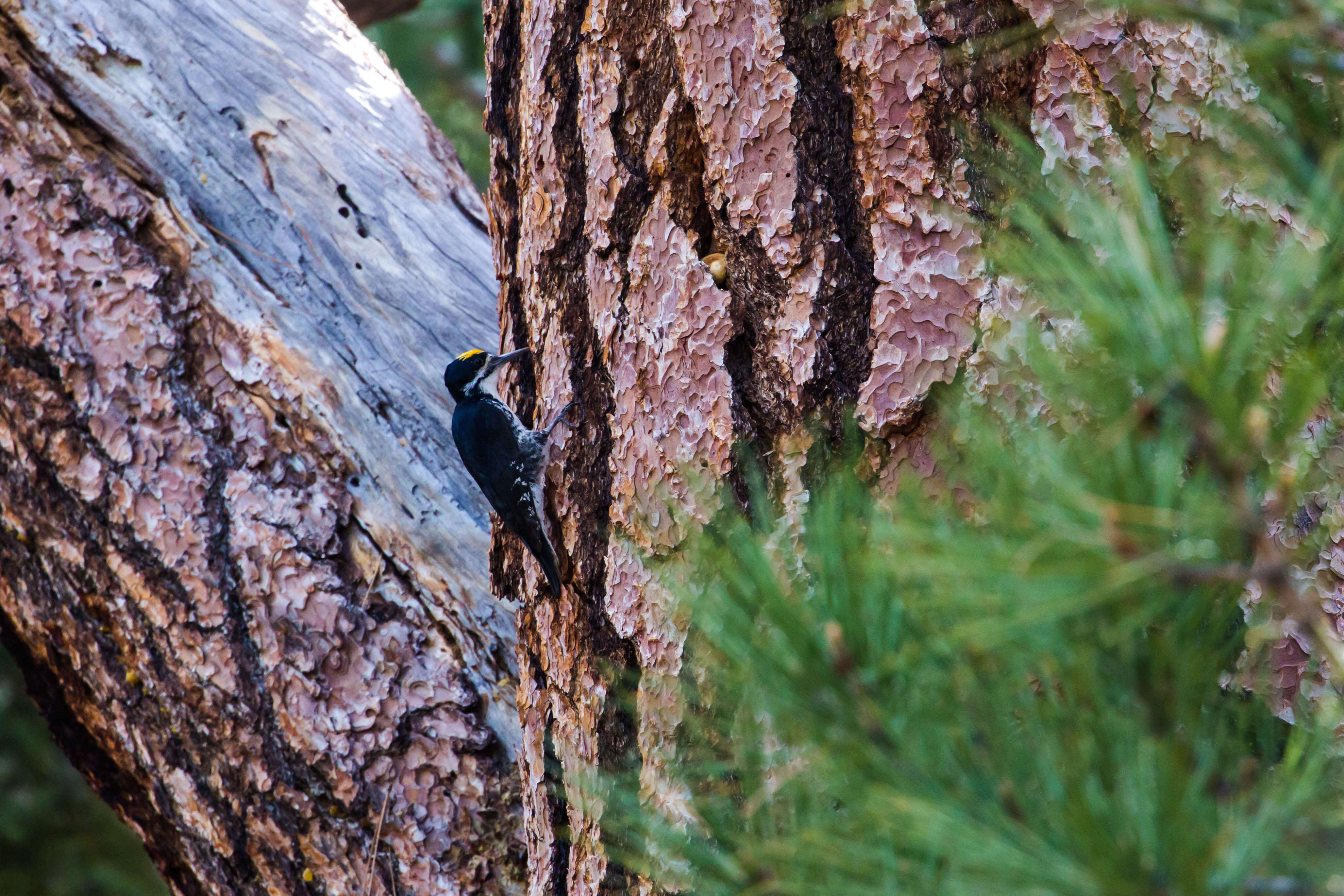 Image of Black-backed Woodpecker