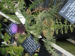 Image of Cynara humilis L.