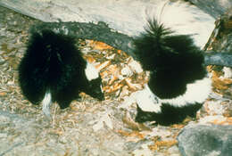 Image of Hooded and Striped Skunks