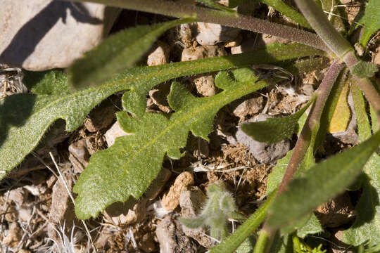 Image of Peppercresses