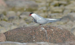 Image of Arctic Tern