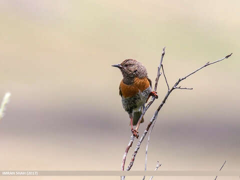 Imagem de Prunella rubeculoides (Moore & F 1854)