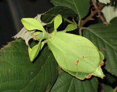 Image of Phyllium (Phyllium) philippinicum Hennemann, Conle, Gottardo & Bresseel 2009