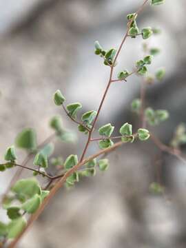 Image of false cloak fern