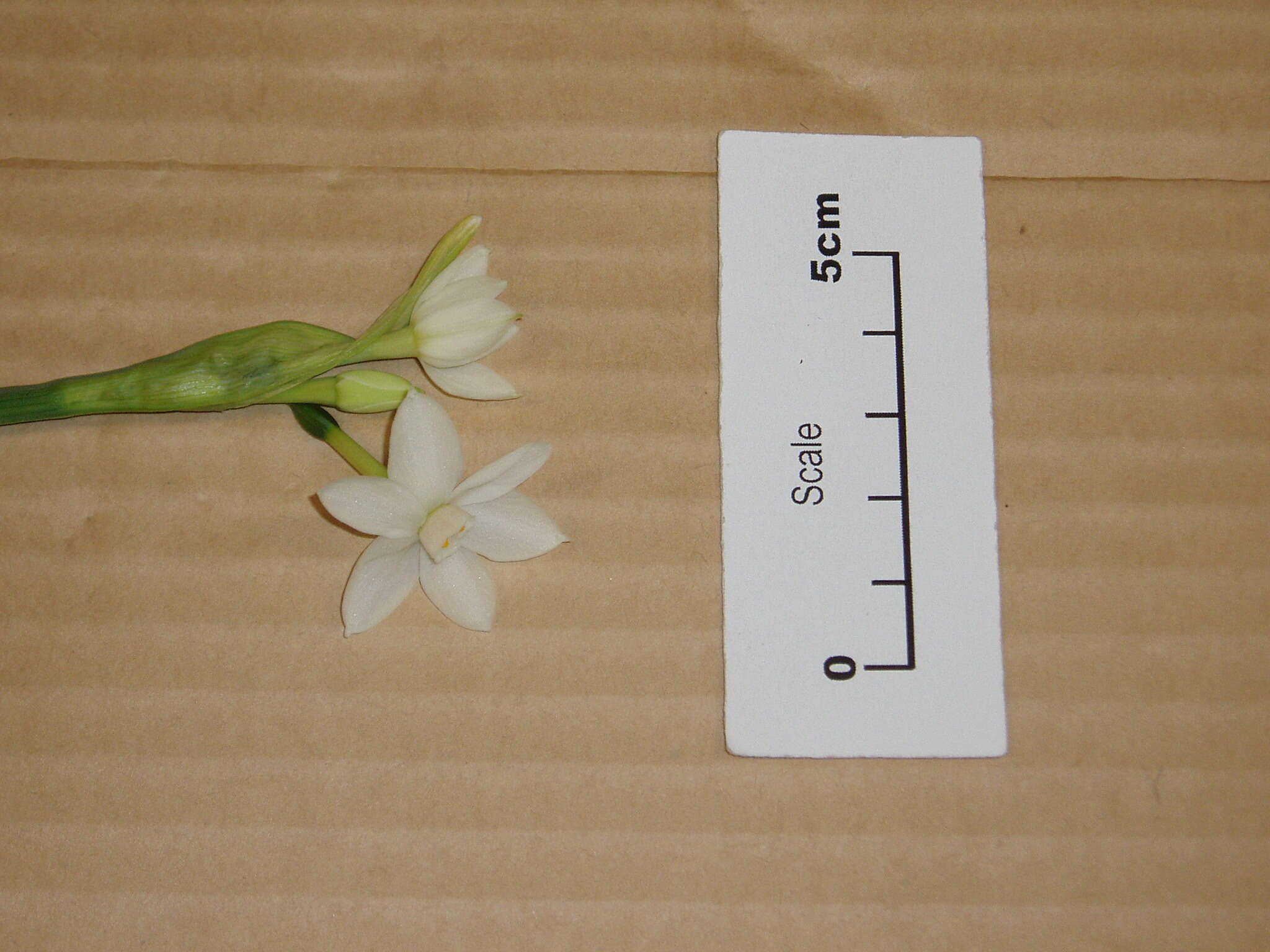 Image of paperwhite narcissus