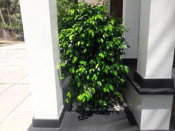 Imagem de Ficus benjamina L.