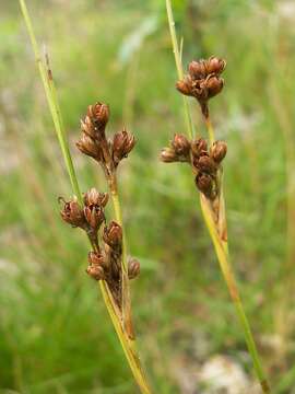 Juncus squarrosus L. resmi