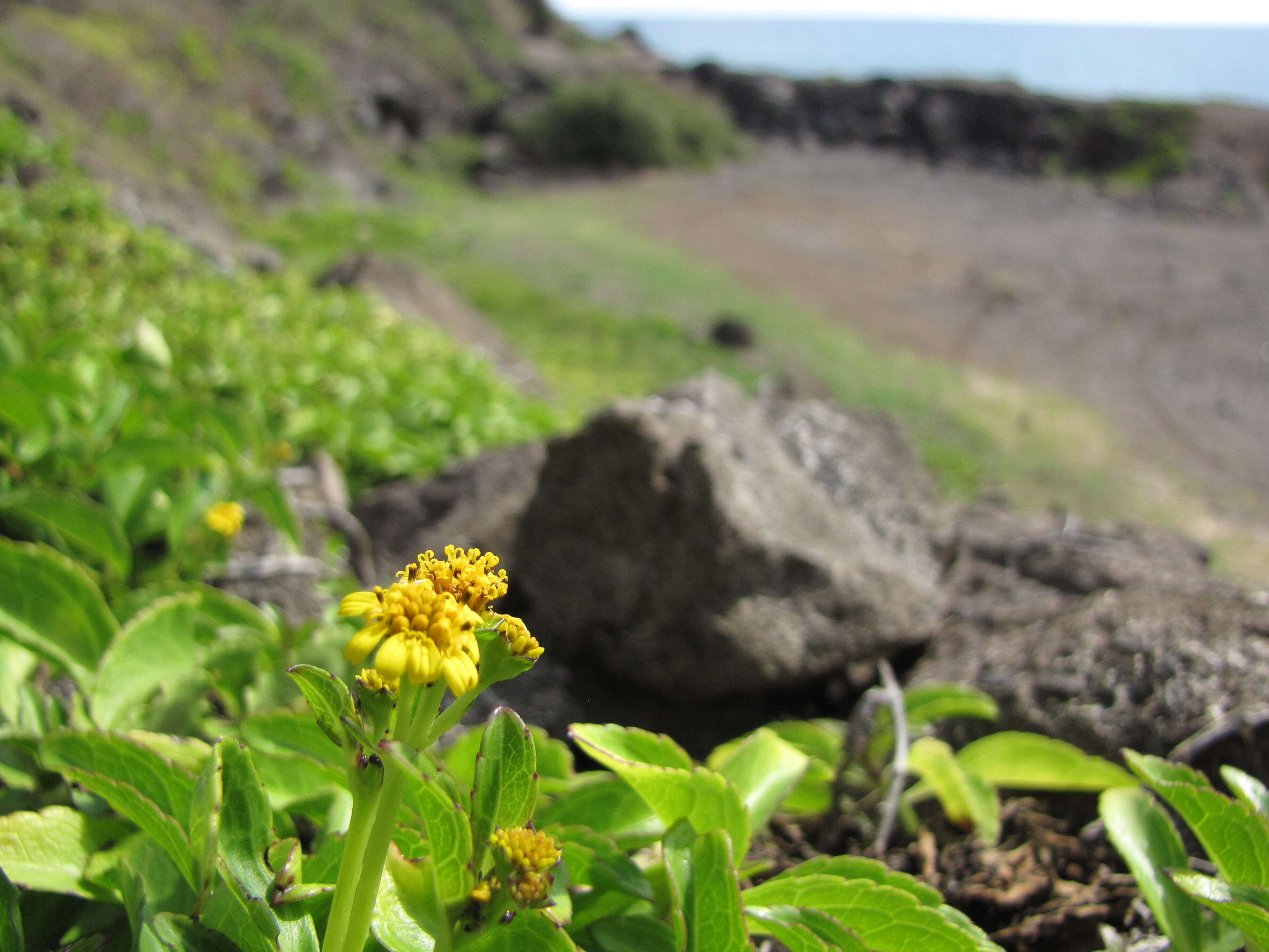 Image of seaside nehe