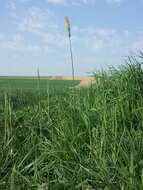 Image of meadow foxtail