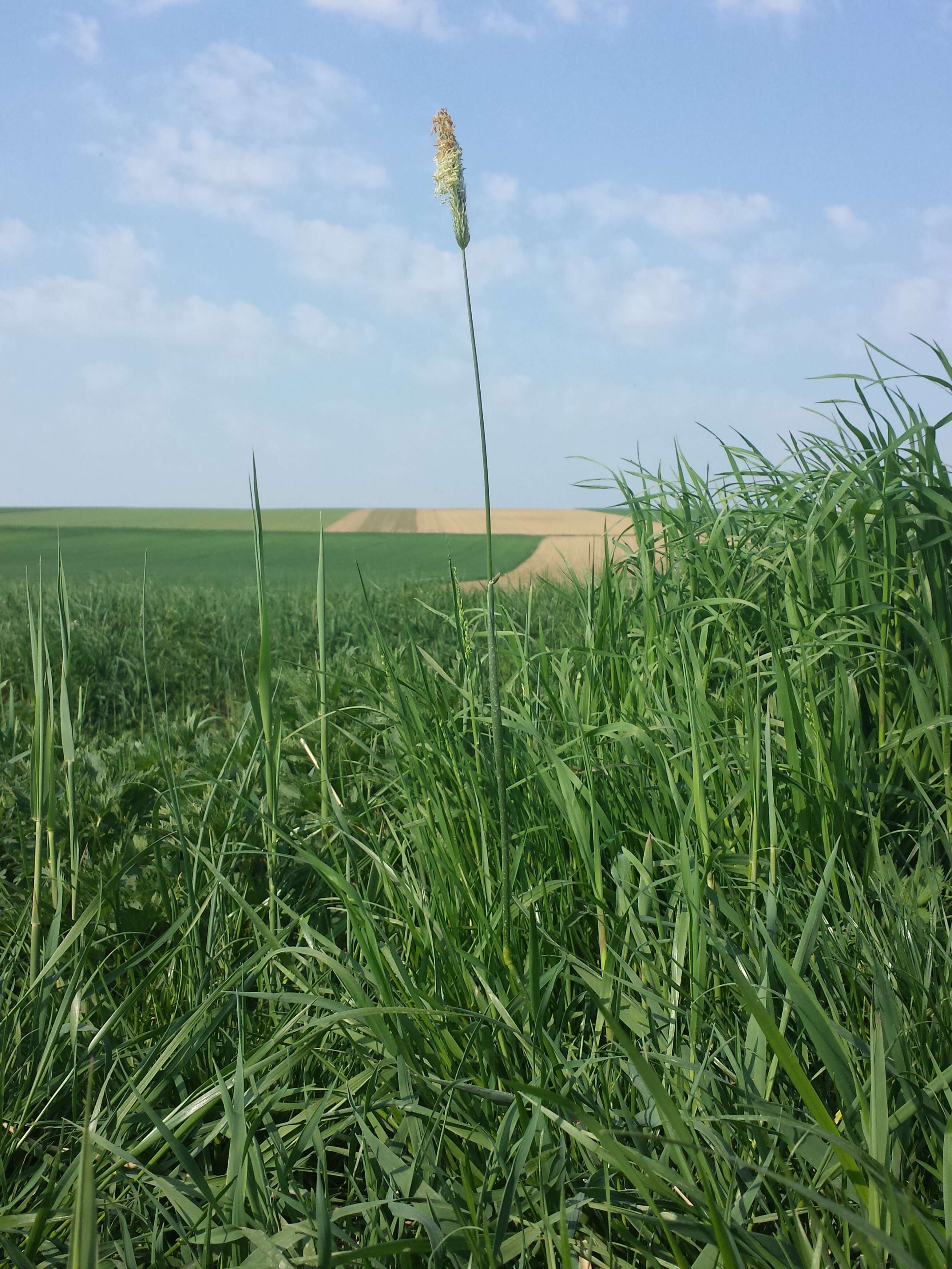 Image of meadow foxtail