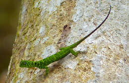 Image of Bartlett’s Flying Dragon